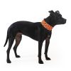 Reflective Dog Collar M Size Fluorescent Blaze Orange with Adjustable Fastener for Medium Large Pets High Visibility Dog Products to Safeguard Your PU