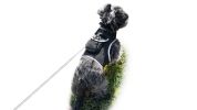Rechargeable Mini GPS Realtime Pet Tracking Collars for Hunting Dogs Size:S