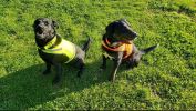 Lite Dog Vest L Size Coverage to Mid Back Reflective Hi Visibility Fluorescent Yellow Fabric Helps to Keep Them in Sight and Safe On and Off Leash